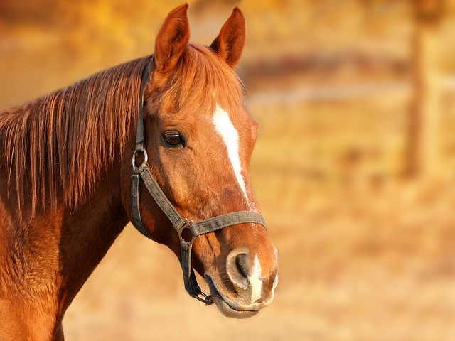 Cursos Veterinaria