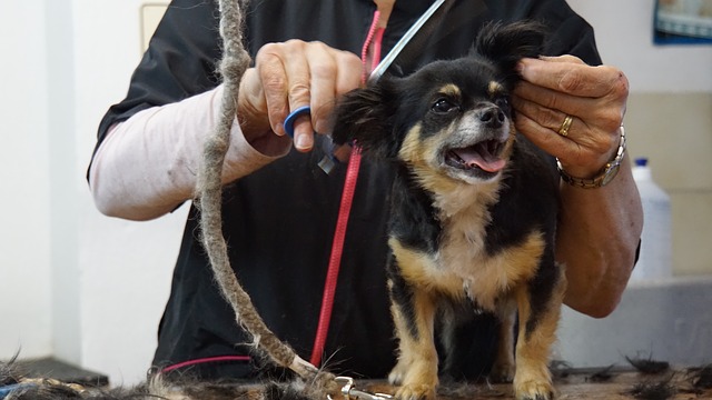 Curso Auxiliar y asistente en clínica veterinaria