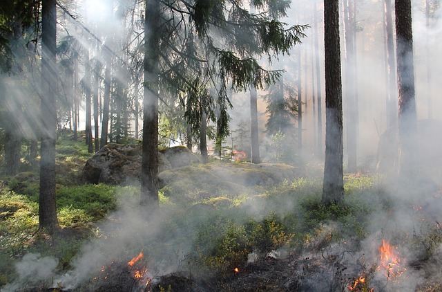 Oposiciones Agente Forestal para la CCAA de Madrid