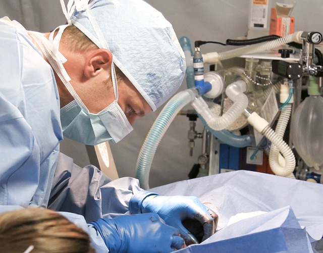 Curso Superior en asistencia a la atención en centros veterinarios